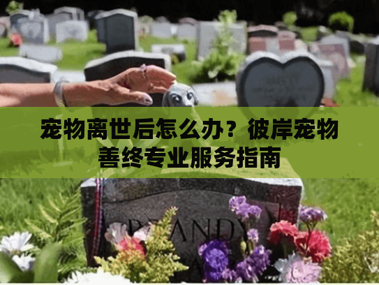 宠物离世后怎么办？彼岸宠物善终专业服务指南