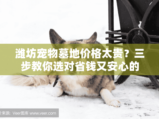 潍坊宠物墓地价格太贵？三步教你选对省钱又安心的服务