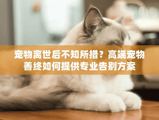 宠物离世后不知所措？高端宠物善终如何提供专业告别方案
