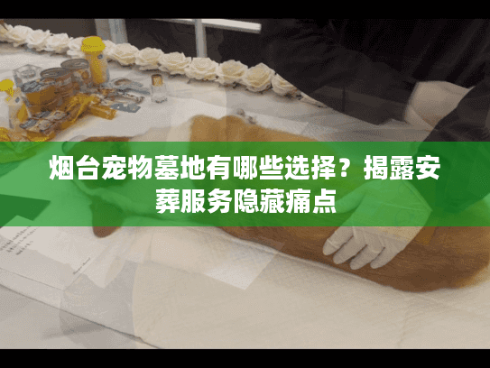 烟台宠物墓地有哪些选择?揭露安葬服务隐藏痛点 烟台宠物墓地有哪些选择?揭露安葬服务隐藏痛点