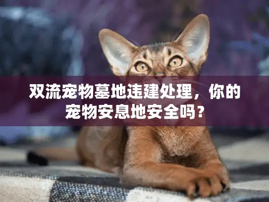 双流宠物墓地违建处理，你的宠物安息地安全吗？