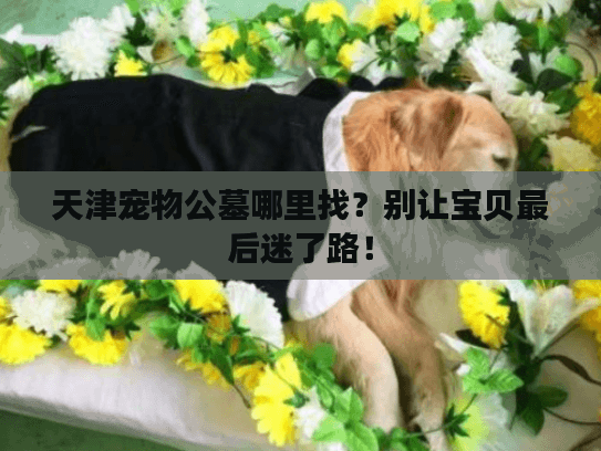 天津宠物公墓哪里找？别让宝贝最后迷了路！