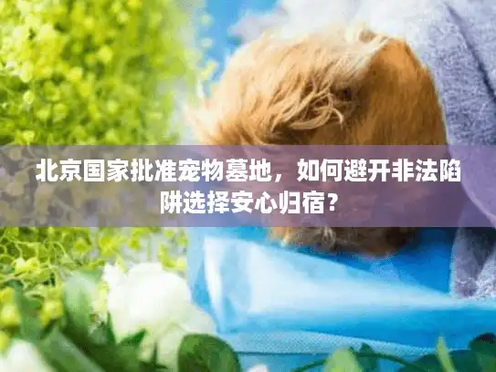 北京国家批准宠物墓地，如何避开非法陷阱选择安心归宿？