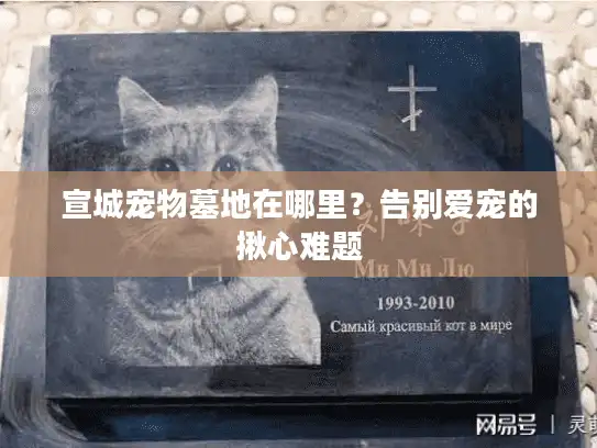 宣城宠物墓地在哪里？告别爱宠的揪心难题