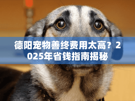德阳宠物善终费用太高？2025年省钱指南揭秘