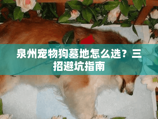 泉州宠物狗墓地怎么选？三招避坑指南