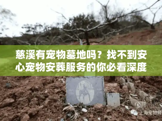 慈溪有宠物墓地吗？找不到安心宠物安葬服务的你必看深度攻略