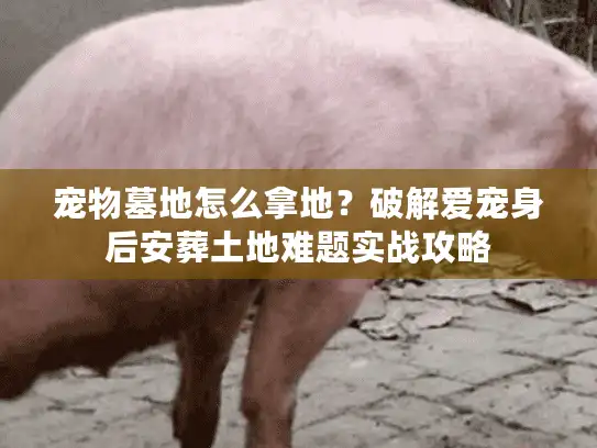 宠物墓地怎么拿地？破解爱宠身后安葬土地难题实战攻略