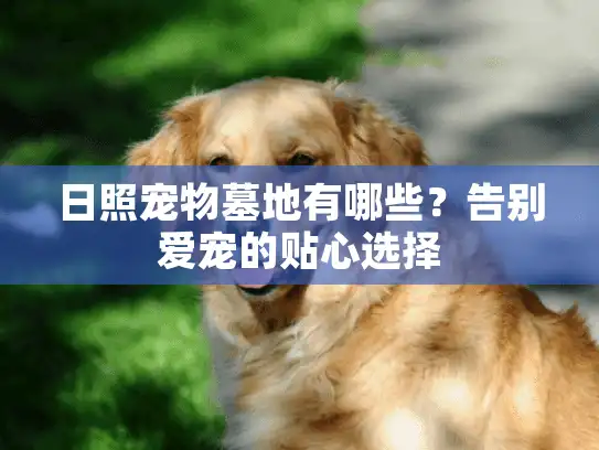 日照宠物墓地有哪些？告别爱宠的贴心选择