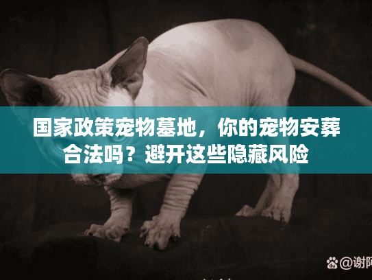 国家政策宠物墓地，你的宠物安葬合法吗？避开这些隐藏风险