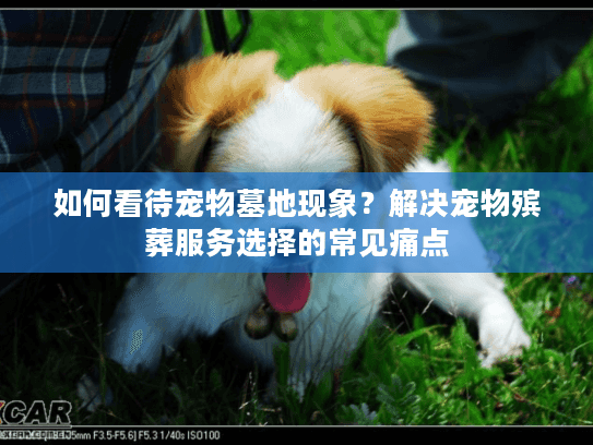 如何看待宠物墓地现象？解决宠物殡葬服务选择的常见痛点