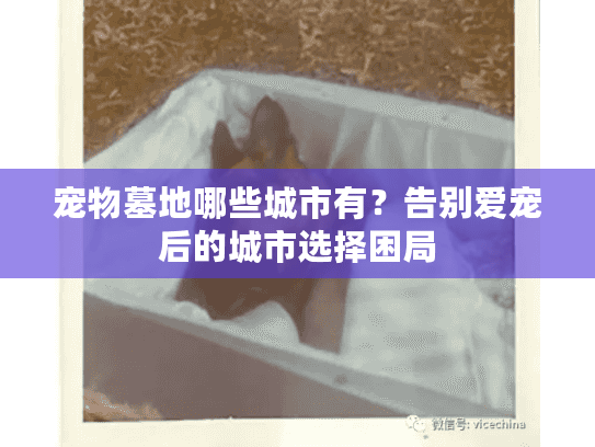 宠物墓地哪些城市有？告别爱宠后的城市选择困局