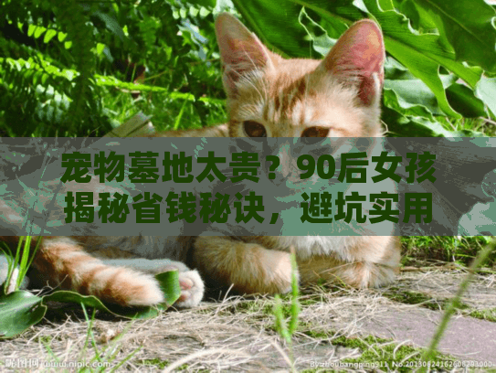 宠物墓地太贵？90后女孩揭秘省钱秘诀，避坑实用指南