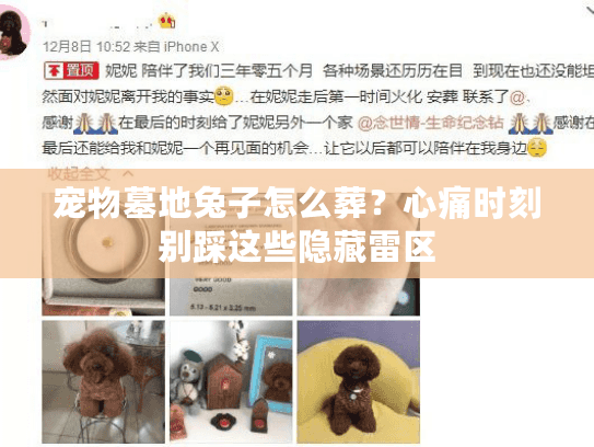 宠物墓地兔子怎么葬？心痛时刻别踩这些隐藏雷区