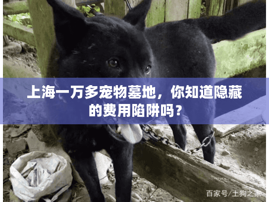 上海一万多宠物墓地,你知道隐藏的费用陷阱吗? 上海一万多宠物墓地,你知道隐藏的费用陷阱吗?