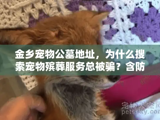 金乡宠物公墓地址，为什么搜索宠物殡葬服务总被骗？含防坑指南）