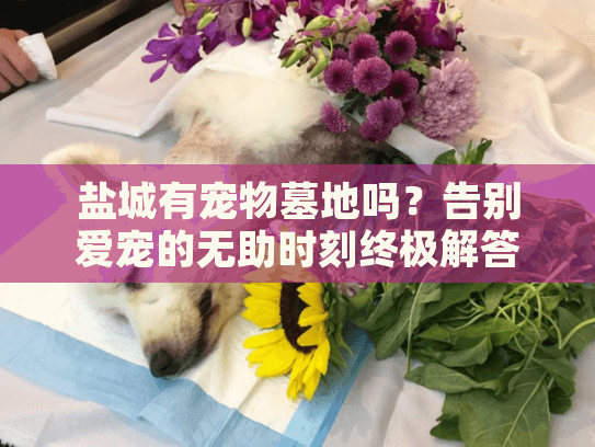 盐城有宠物墓地吗？告别爱宠的无助时刻终极解答
