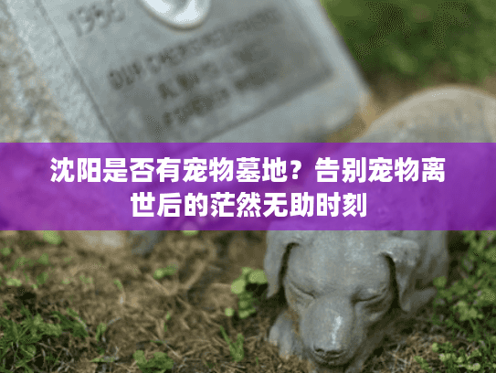 沈阳是否有宠物墓地？告别宠物离世后的茫然无助时刻