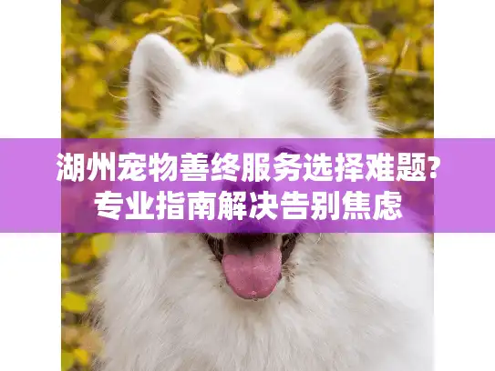 湖州宠物善终服务选择难题?专业指南解决告别焦虑