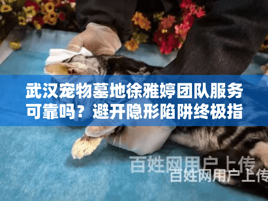 武汉宠物墓地徐雅婷团队服务可靠吗？避开隐形陷阱终极指南