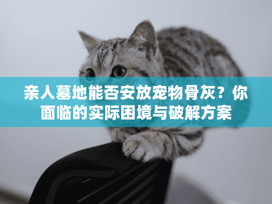 亲人墓地能否安放宠物骨灰？你面临的实际困境与破解方案