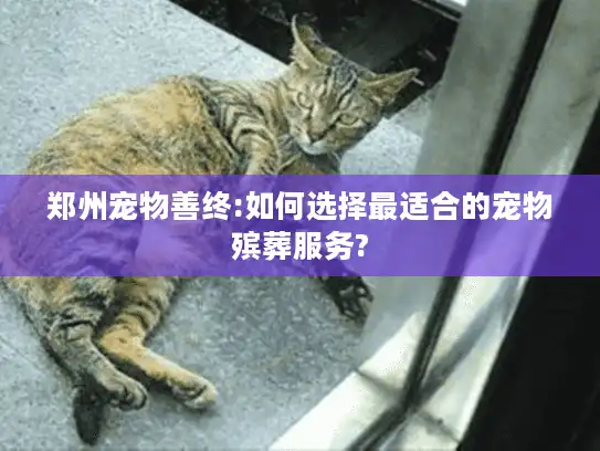 郑州宠物善终:如何选择最适合的宠物殡葬服务? 郑州宠物善终:如何选择最适合的宠物殡葬服务?