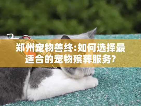 郑州宠物善终:如何选择最适合的宠物殡葬服务? 郑州宠物善终:如何选择最适合的宠物殡葬服务?
