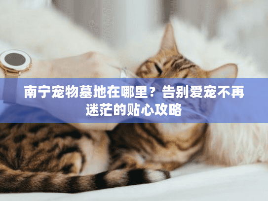 南宁宠物墓地在哪里？告别爱宠不再迷茫的贴心攻略