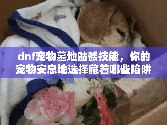 dnf宠物墓地骷髅技能，你的宠物安息地选择藏着哪些陷阱？揭秘关键规避步骤