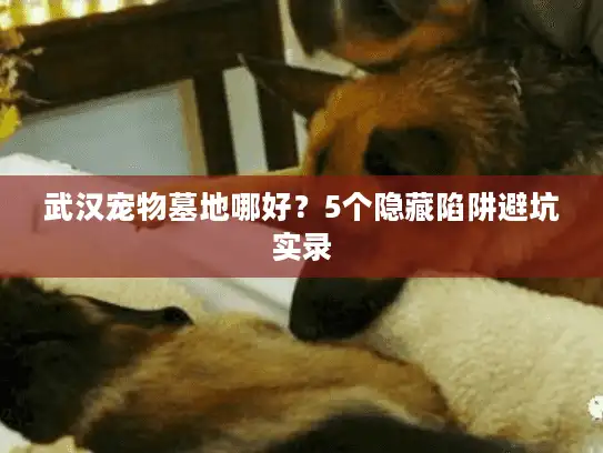 武汉宠物墓地哪好？5个隐藏陷阱避坑实录