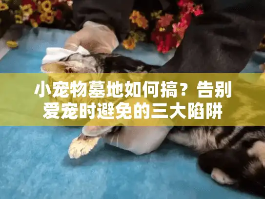 小宠物墓地如何搞？告别爱宠时避免的三大陷阱