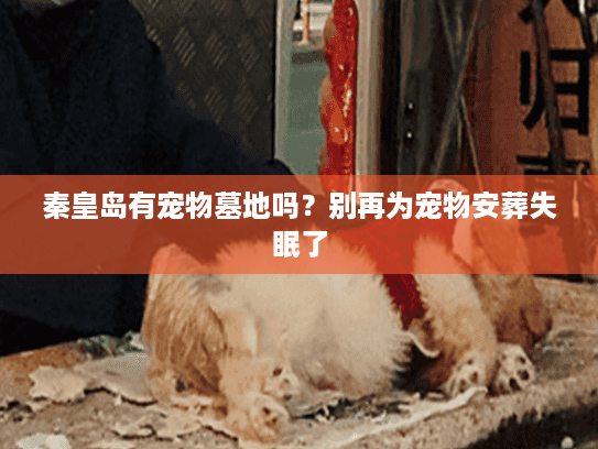 秦皇岛有宠物墓地吗？别再为宠物安葬失眠了