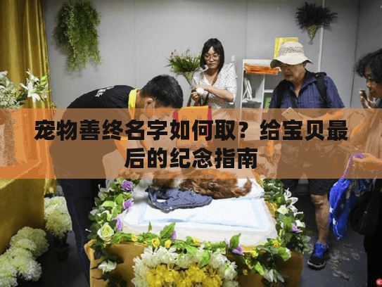 宠物善终名字如何取？给宝贝最后的纪念指南