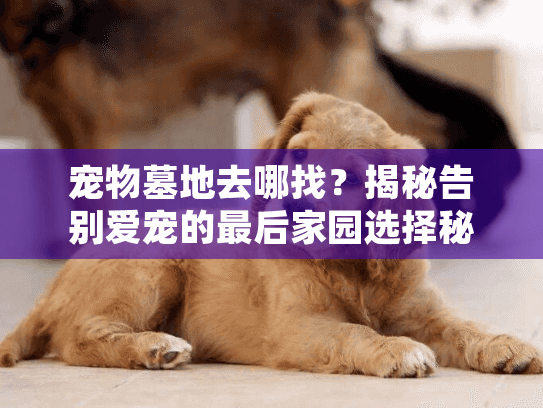 宠物墓地去哪找？揭秘告别爱宠的最后家园选择秘诀