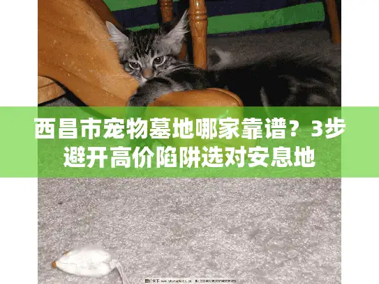 西昌市宠物墓地哪家靠谱？3步避开高价陷阱选对安息地