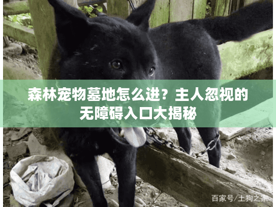 森林宠物墓地怎么进？主人忽视的无障碍入口大揭秘