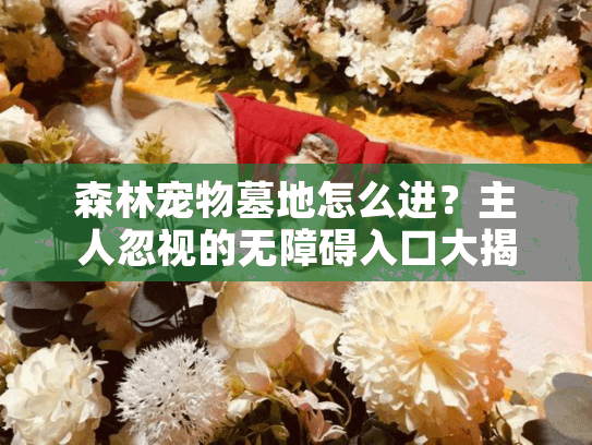 森林宠物墓地怎么进？主人忽视的无障碍入口大揭秘