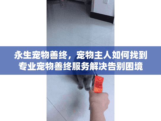永生宠物善终，宠物主人如何找到专业宠物善终服务解决告别困境