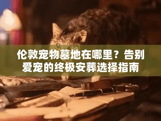 伦敦宠物墓地在哪里?告别爱宠的终极安葬选择指南 伦敦宠物墓地在哪里?告别爱宠的终极安葬选择指南