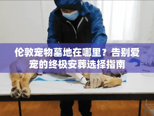 伦敦宠物墓地在哪里?告别爱宠的终极安葬选择指南 伦敦宠物墓地在哪里?告别爱宠的终极安葬选择指南