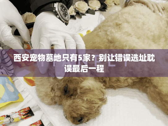 西安宠物墓地只有5家？别让错误选址耽误最后一程