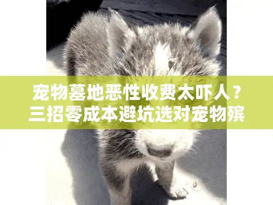 宠物墓地恶性收费太吓人？三招零成本避坑选对宠物殡葬服务