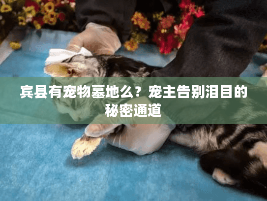 宾县有宠物墓地么?宠主告别泪目的秘密通道 宾县有宠物墓地么?宠主告别泪目的秘密通道