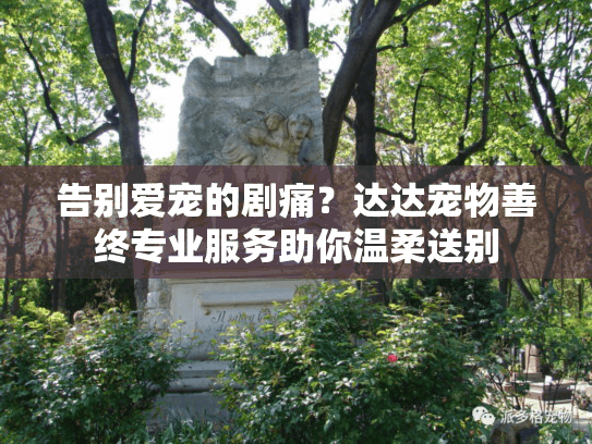 告别爱宠的剧痛？达达宠物善终专业服务助你温柔送别