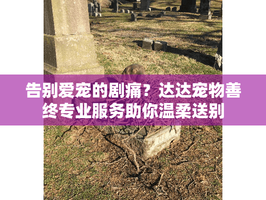 告别爱宠的剧痛？达达宠物善终专业服务助你温柔送别