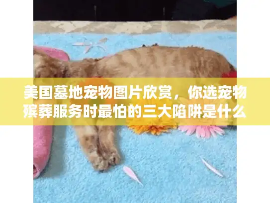 美国墓地宠物图片欣赏，你选宠物殡葬服务时最怕的三大陷阱是什么？