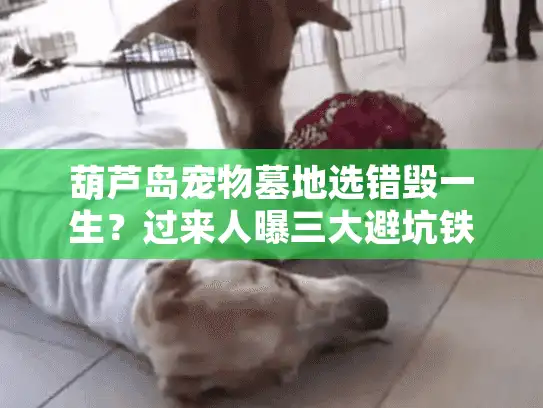 葫芦岛宠物墓地选错毁一生？过来人曝三大避坑铁则