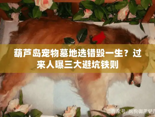 葫芦岛宠物墓地选错毁一生？过来人曝三大避坑铁则