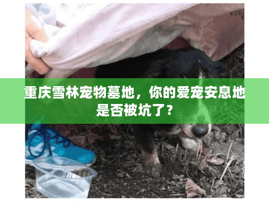 重庆雪林宠物墓地,你的爱宠安息地是否被坑了? 重庆雪林宠物墓地,你的爱宠安息地是否被坑了?