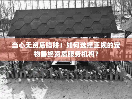 当心无资质陷阱！如何选择正规的宠物善终资质服务机构？